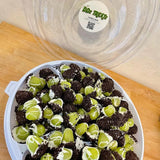 DD'z Treatz Catering - Party Tray (Pre-Order Only)
